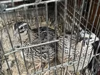 Quails — Foto 2