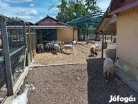 公羊, Dorper sheep — 照片 1