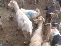 बकरियाँ (लॉट, लिंग निर्दिष्ट नहीं), बकरियाँ — फ़ोटो 1