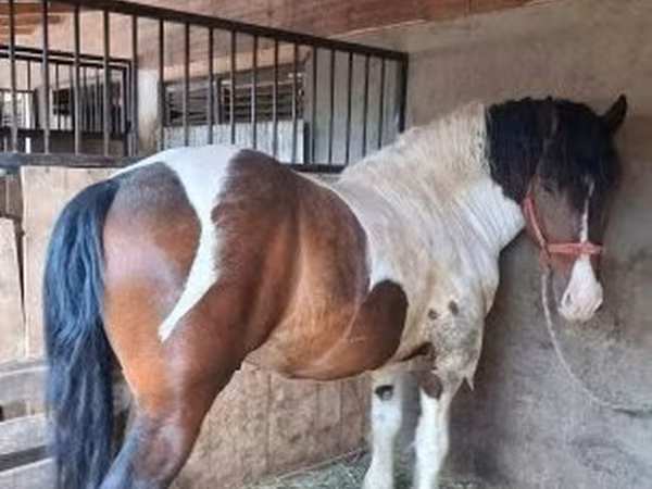 Айғыр, Gypsy horse
