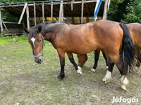 فرس, Međimurje horse — الصورة 3