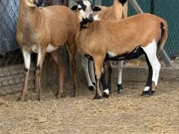 Carnero, Cameroon sheep — Hungría