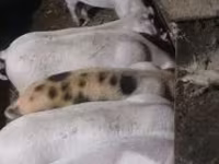 خنازير (دفعة، الجنس غير محدد), الخنازير — الصورة 2