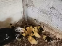 Ducks — الصورة 3