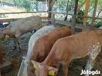 أبقار (دفعة، الجنس غير محدد), Simmental cattle — الصورة 4