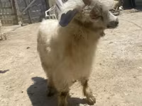 عنزة, Angora goats — الصورة 3