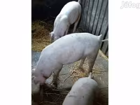 公猪, Крупная белая — 照片 1