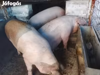 Pigs (batch, sex not specified), Pigs — photo 1