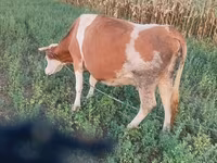 Vaca, Simmental cattle — foto 4