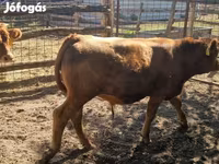 Toro, Vaca Limousin — foto 4