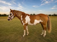 Hing, American paint horse — 2. fotó