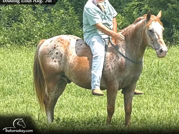 Hing, Appaloosa