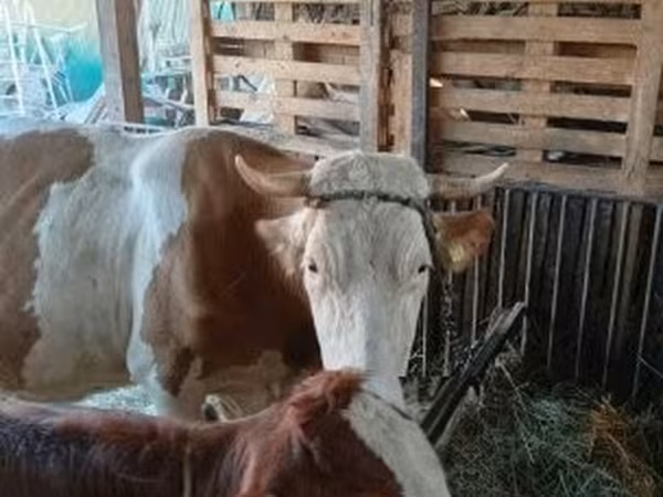 Cow, Simmental cattle — Hungary