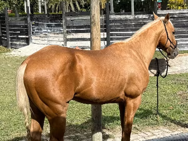 घोड़ा, Quarter Horse