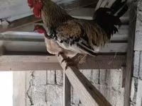 Chickens — الصورة 1