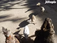 Guinea fowl — Foto 5
