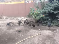 Chickens — 8. fotó
