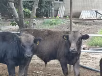 Bull, Aberdeen-Angus — photo 1