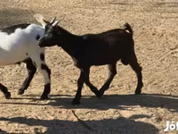 Nőstény kecske, Nigerian dwarf goats — 3. fotó