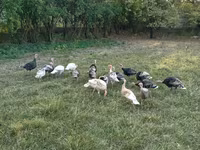 Turkeys — الصورة 2