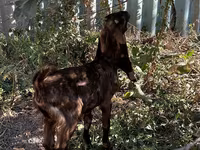 Cabra, Kamori goats — foto 3