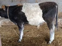 Touro, Aberdeen-Angus — foto 3