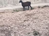 Owca, Owce — zdjęcie 2