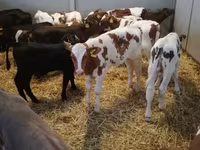 Bovinos (lote, sexo no especificado), Ganado vacuno — foto 3