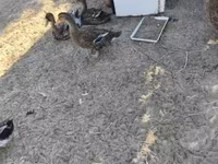 Ducks — 2-сурет