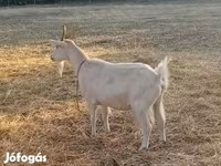 Nőstény kecske, Saanen goat — 6. fotó