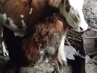 Сиыр, Simmental cattle — 4-сурет