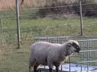 Sheep (batch, sex not specified), White Suffolk sheep — photo 4