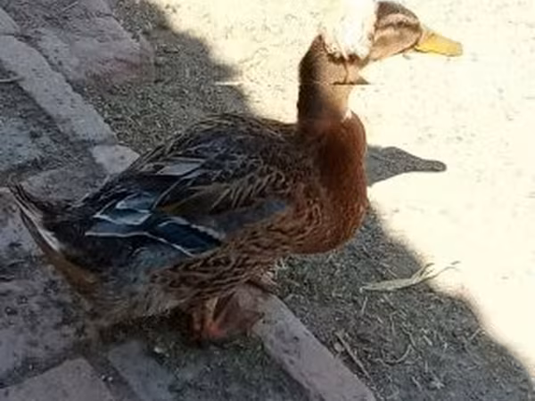 czubaty
