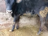 Touro, Russian Black pied cattle — foto 1