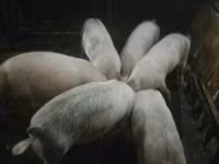 Pigs (batch, sex not specified), Крупная белая — photo 3