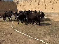 Bélier, Moutons — photo 1