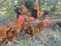 Chickens — 1-сурет