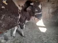 सांड, Russian Black pied cattle — फ़ोटो 6