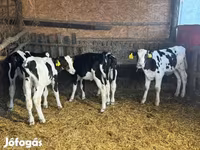 Bulle, Russian Black pied cattle — Foto 2