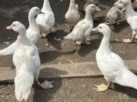 Ducks — photo 3