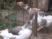 Geese — 照片 2