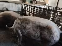 Säue, Schweine — Foto 4