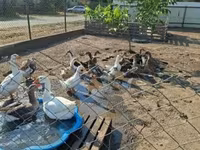 Ducks — الصورة 1