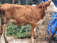 Tehén, Simmental cattle — 1. fotó