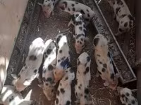 公猪, Pigs — 照片 4