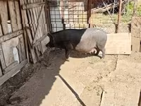 母猪, Pigs — 照片 1