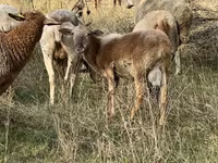 Kos, Katum sheep — 3. fotó