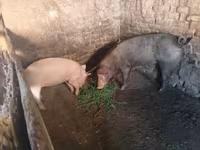 母猪, Pigs — 照片 4