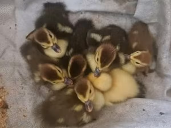 Ducks — Magyarország