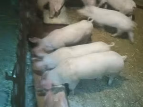 Pigs (batch, sex not specified), Pigs — Hungary